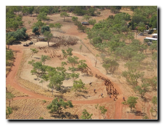 34 Eintrieb der Herde in die Yards